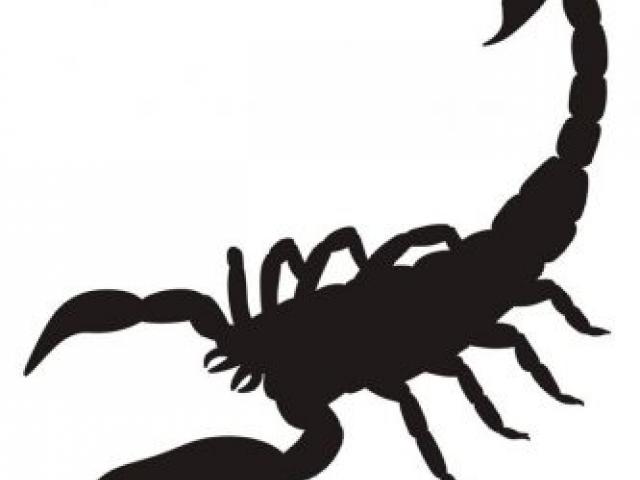 640x480 Scorpion Clipart Line Drawing