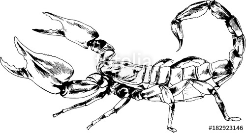 500x271 attacking the scorpion with the sting striker is drawn in ink