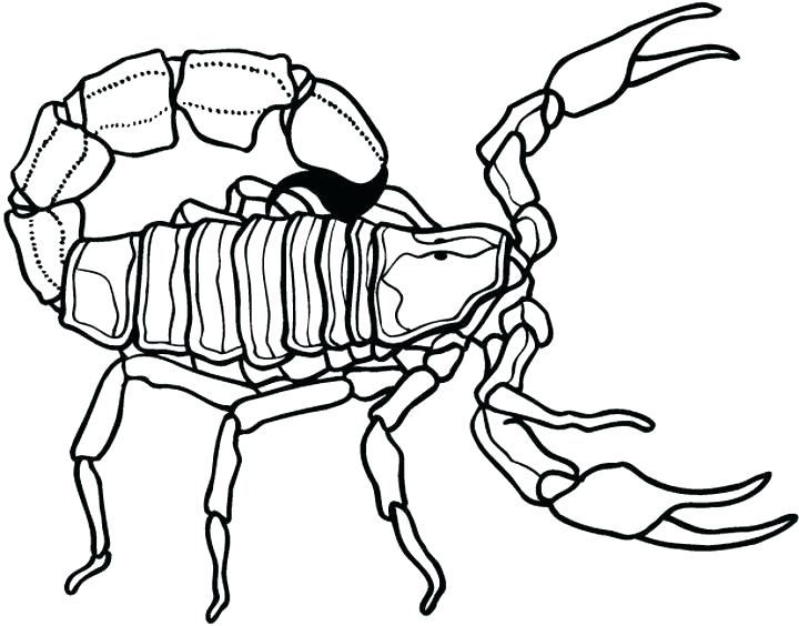 720x564 Scorpion Coloring Pages Image Detail For Free Printable Coloring