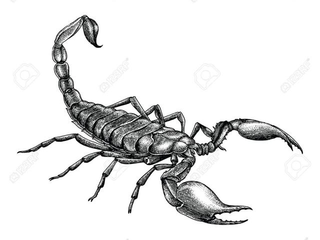 640x480 Free Drawn Scorpion, Download Free Clip Art