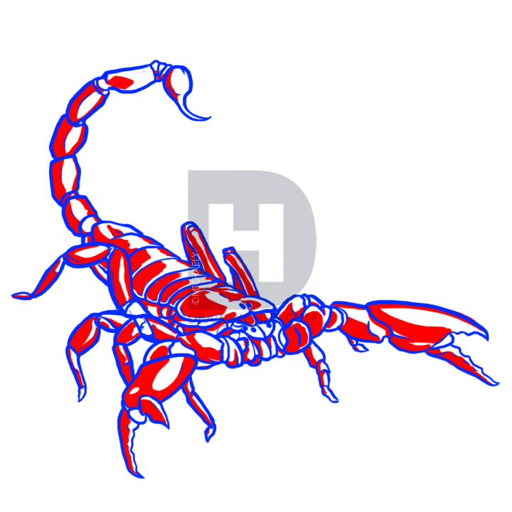 720x720 How To Draw Scorpions, Step