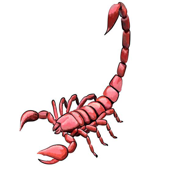 560x560 How To Draw A Red Scorpion In Step