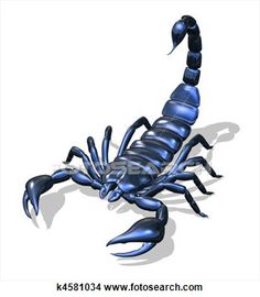 236x270 Photos Scorpion Pencil Drawing