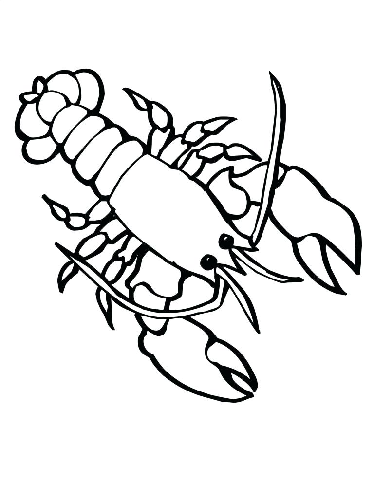 768x994 simple lobster drawing how to draw lobster simple lobster drawings