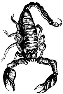 216x322 The Feisty Drawing Of Scorpions