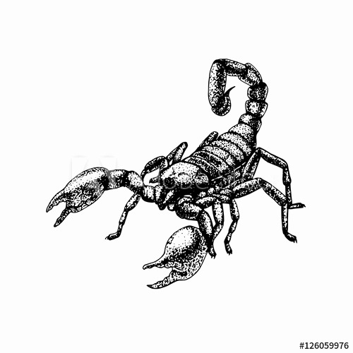 500x500 Lovely Scorpion Tattoo Sketch