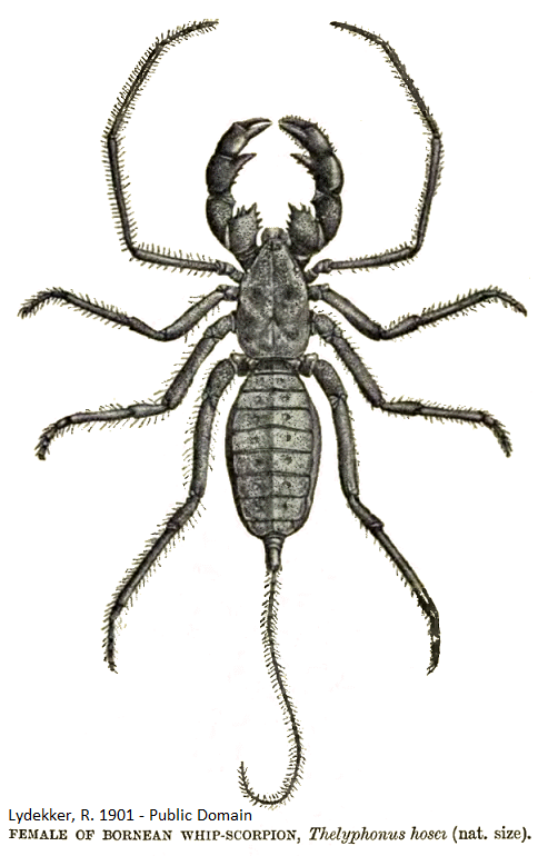 484x770 Pest Control Vinegaroons Hearts Pest Management