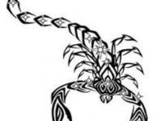 640x480 Scorpion Tattoos Clipart Tail