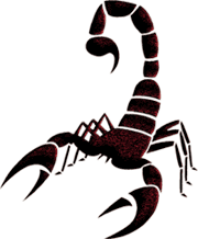 180x218 Drawing Scorpion Tattoo, Picture