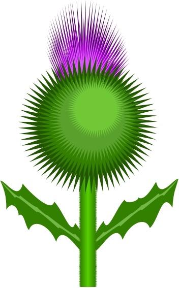 352x567 Scottish Thistle Free Vector In Open Office Drawing