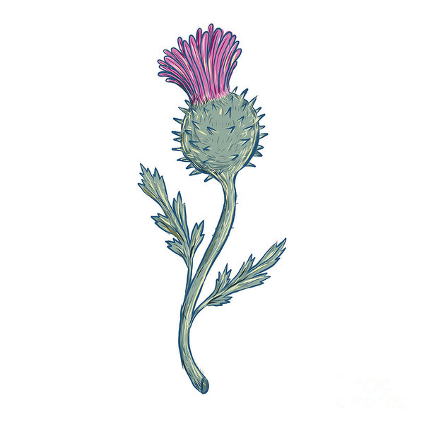 600x600 Scottish Thistle Prints Fine Art America