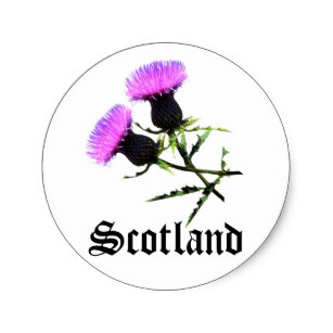 307x307 Scottish Thistle Stickers Zazzle