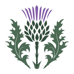 240x240 Thistle Photos, Royalty Free Images, Graphics, Vectors Videos