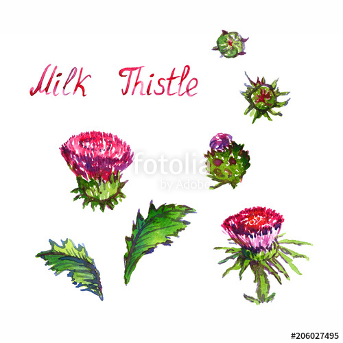 500x500 Milk Thistle
