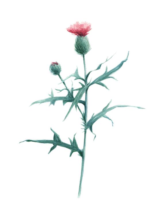 570x738 original scotch thistle watercolor with rustic white frame and etsy