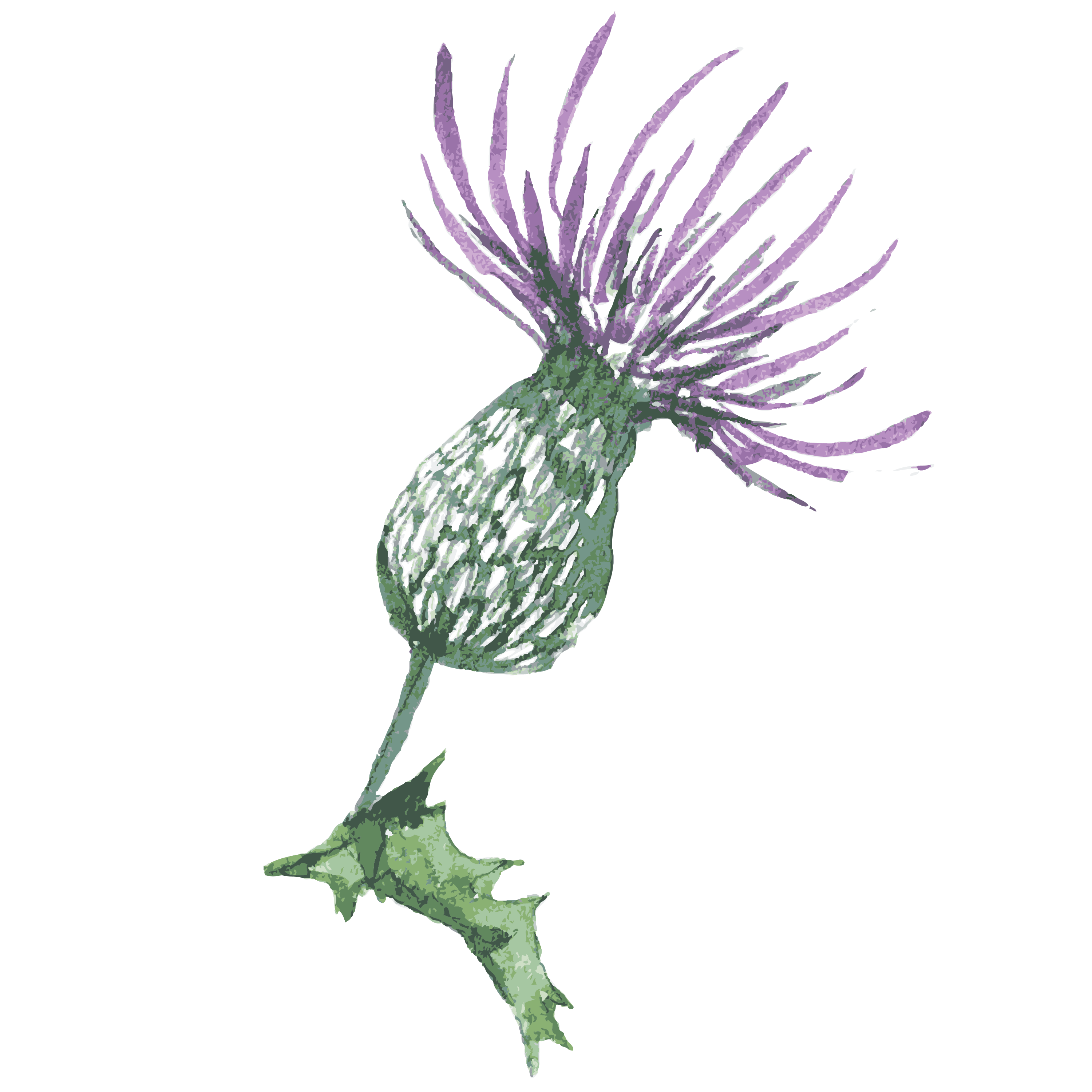 3000x3000 Scotland Thistle Drawing