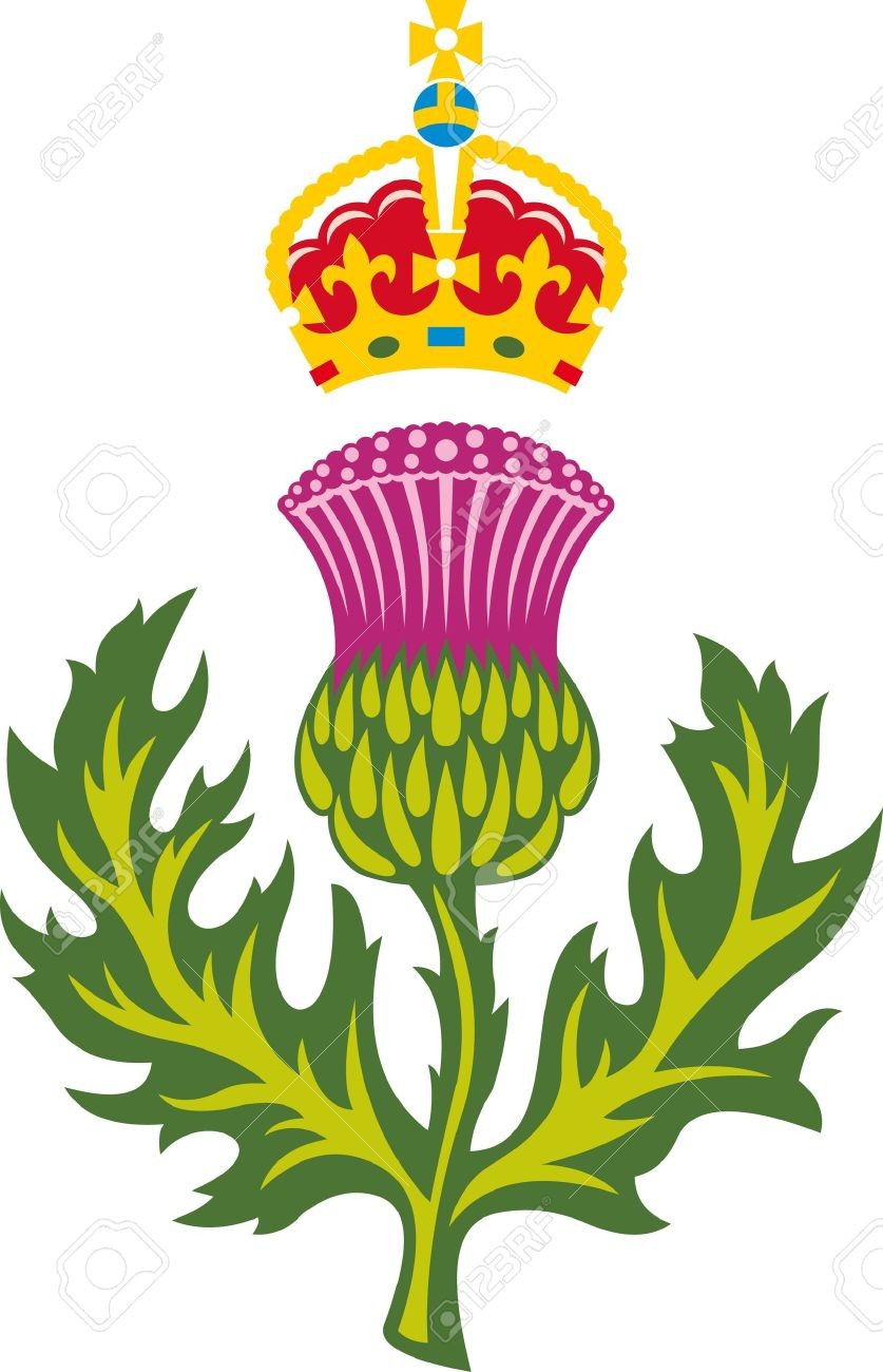 837x1300 Scottish Thistle Drawing Vector On Pictures