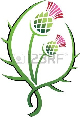 311x450 Thistle Illustration Floral Emblem Of Scotland Stock Vector
