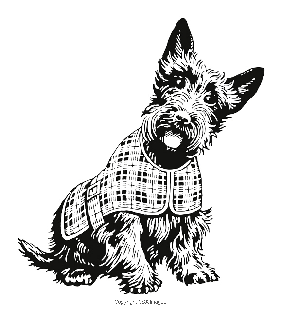 580x640 Scottish Terrier Illustrations Unique Modern And Vintage Style