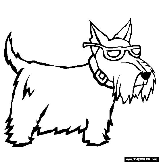 553x565 Scottish Terrier Drawings