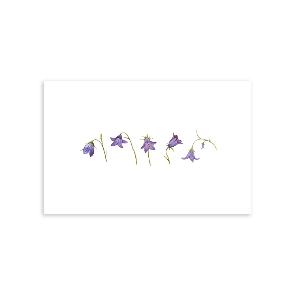 1024x1024 Harebells' Scottish Bluebells Harebell Designs