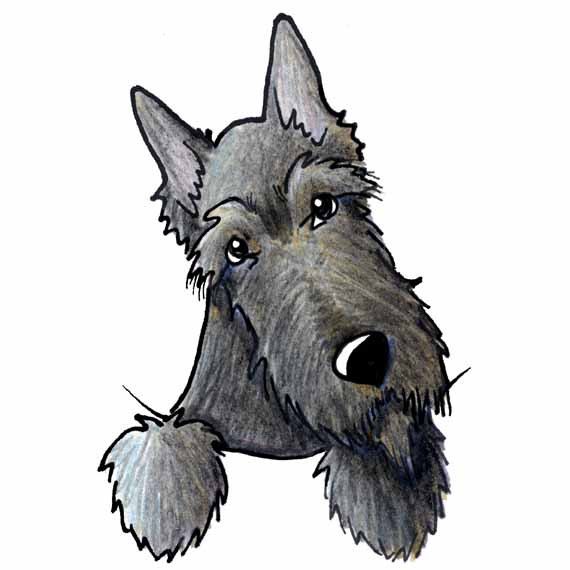 570x570 Scottish Terrier Drawing