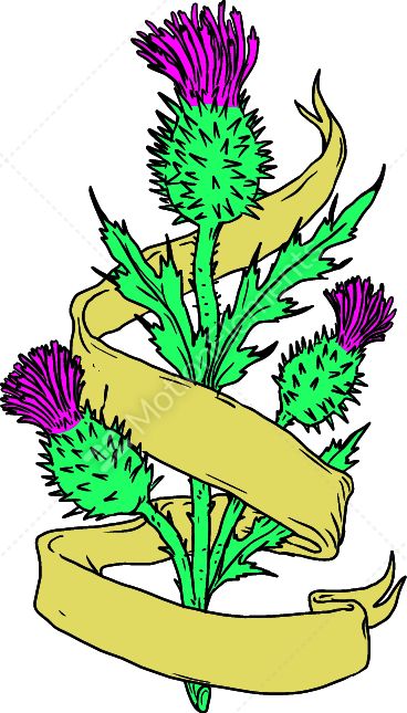 368x645 Scottish Thistle With Ribbon Color Drawing Stock Vector