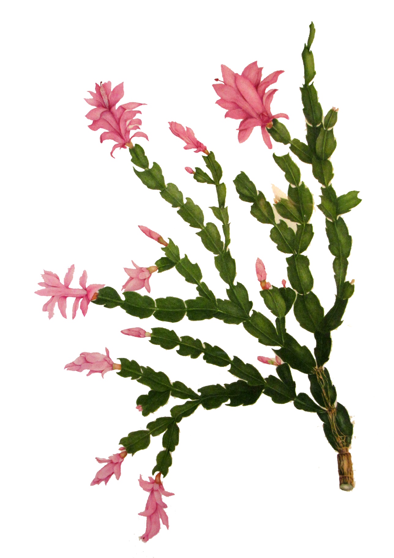 1288x1824 The Scottish Society Of Botanical Artists