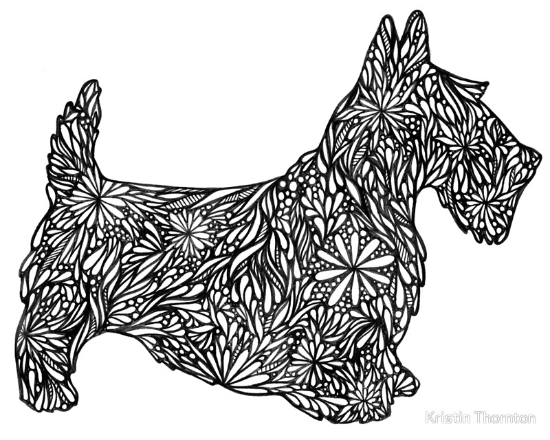 800x640 Scottish Terrier Doodle Dogs