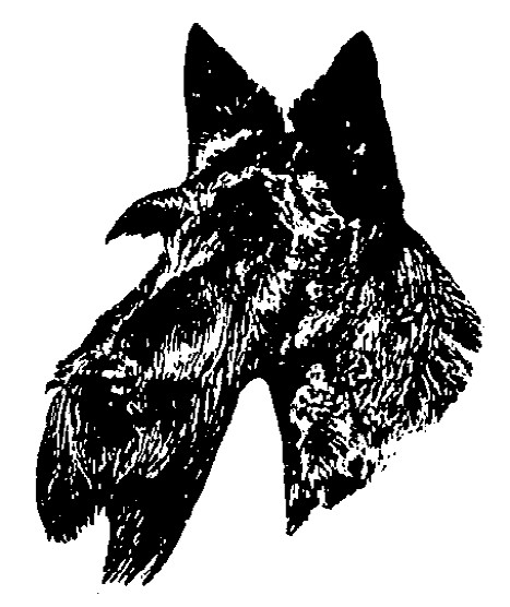467x556 The Scottish Terrier Club Of Michigan, Inc
