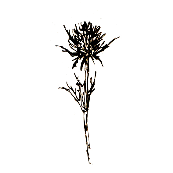 567x567 Plant Of The Fortnight Thistle Ella's Place