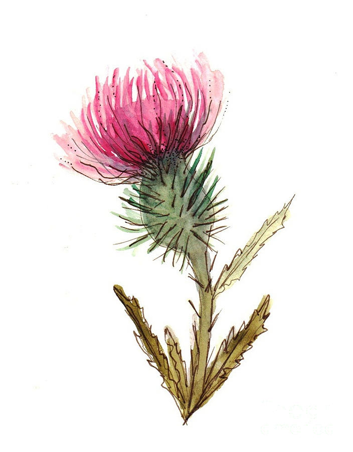 704x900 Scottish Thistle Drawing