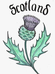 Scottish Thistle Drawing | Free download on ClipArtMag