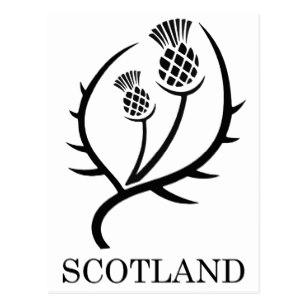 307x307 Scottish Thistle Postcards Zazzle Nz
