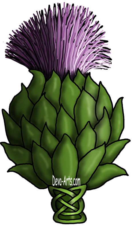 462x800 Thistle Drawing It's A Scottish Thing Celtic