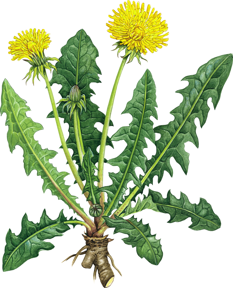 970x1200 Weeds Drawing Thistle Transparent Png Clipart Free Download