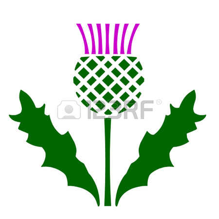 Scottish Thistle Line Drawing | Free download on ClipArtMag