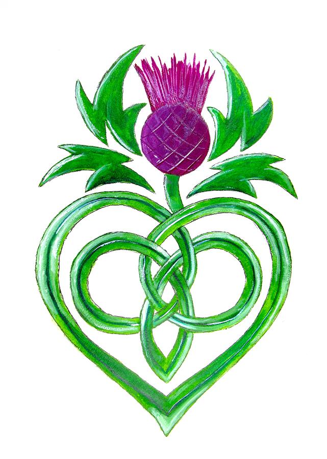 Scottish Thistle Line Drawing Free download on ClipArtMag
