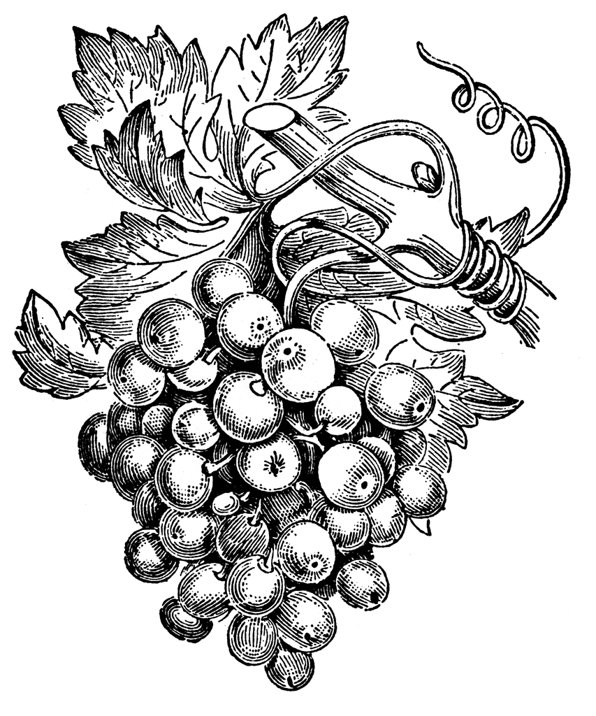 853x1024 Scrapbook Grape Drawing, Art, Drawings