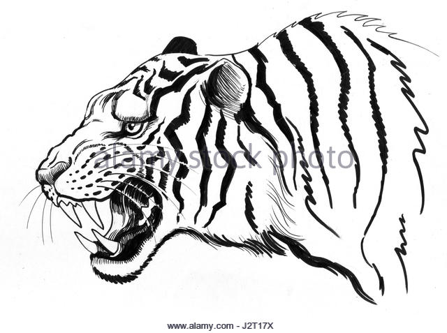 640x477 Tiger Scratch Drawing