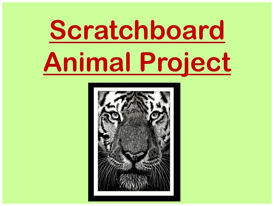 960x720 Scratchboard Animal Project