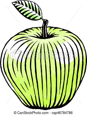 358x470 Ink And Watercolor Sketch Of A Green Apple Vector Illustration