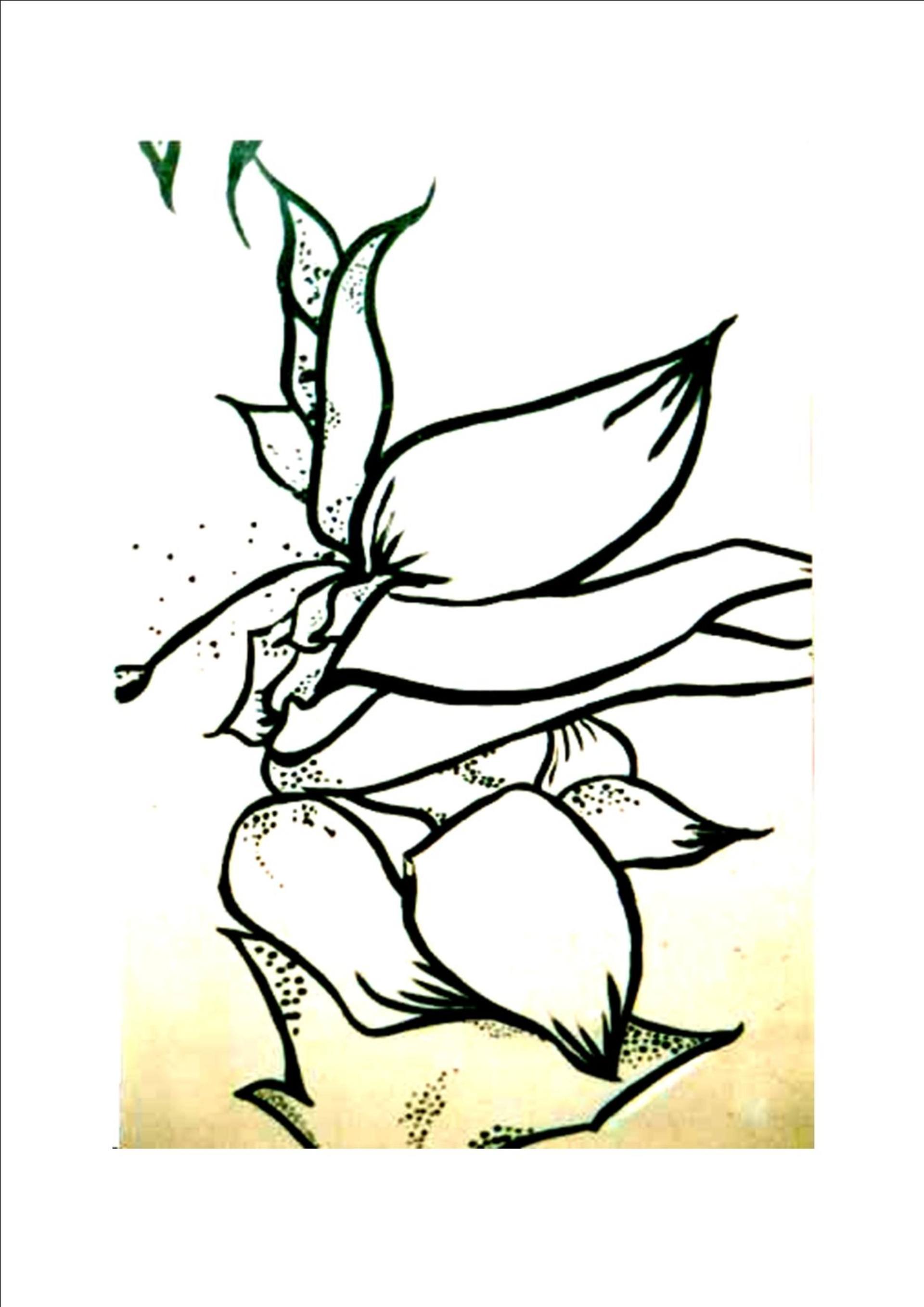 1920x2716 Mono Floral' Drawing