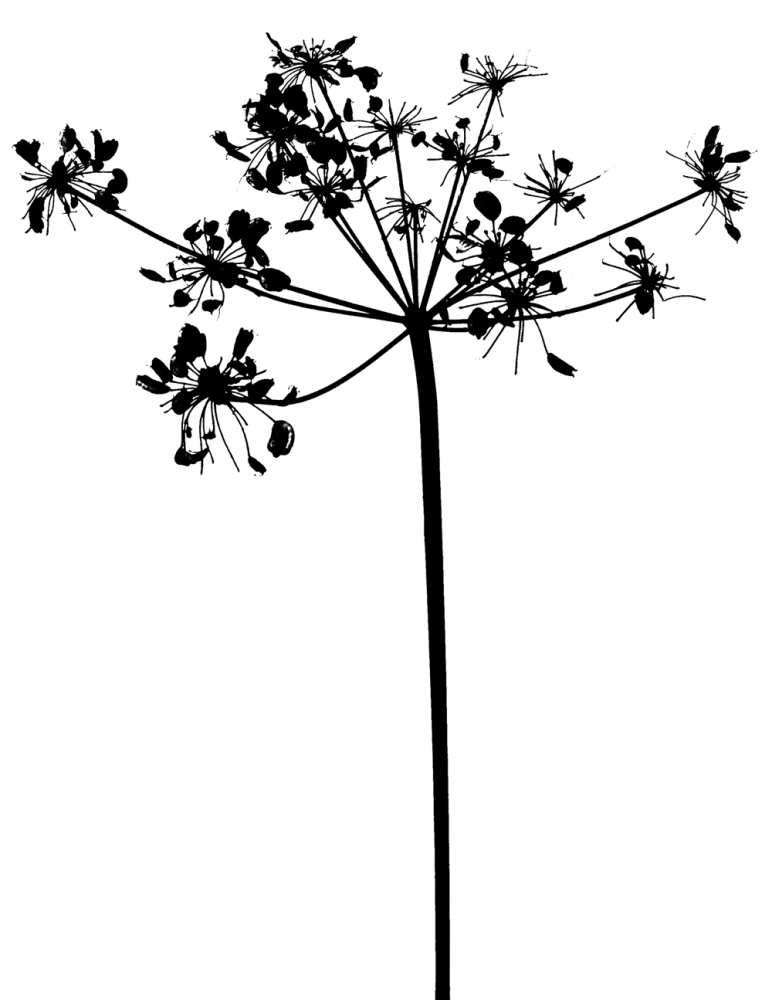 772x1000 Seedhead Printki In Acrylic Painting Techniques, Drawings