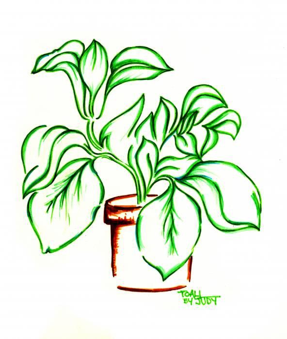 592x700 draw your plants challenge! plants amino amino