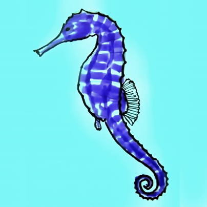 404x404 How To Draw A Sea Anemone