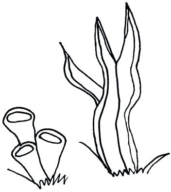 352x397 Ocean Plants Coloring Pages Download