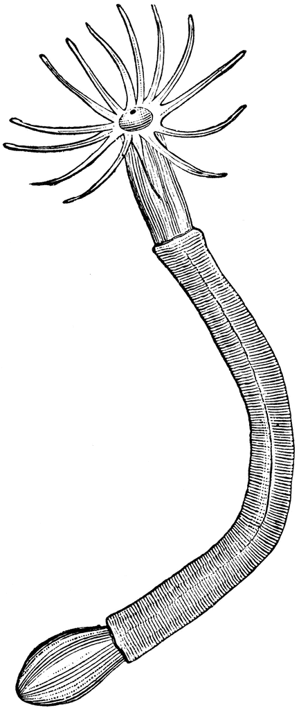 432x1024 Sea Anemone Clipart Etc