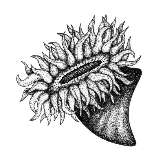570x567 Sea Anemone Orignal Drawing Etsy