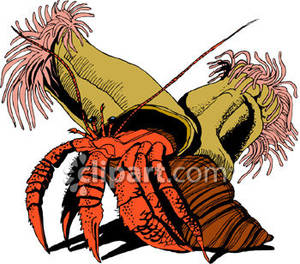 300x264 Sea Anemones Growing On Hermit Crab's Shell